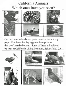 Pelican Family Series Animal Matching Game Worksheet