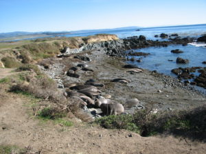 The Pelican Family Series - elephant seals - #55 The ocean speaks to me