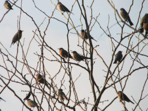 birds in my neighborhood